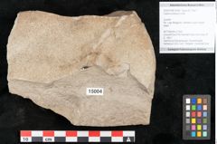 Foto (Objekt + Etikett) von Carpinus betulus Linne (NHMW-GEO-2024-0188-15004)